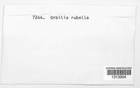 Orbilia rubella image